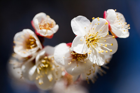 梅の花