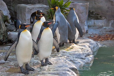 オウサマペンギン