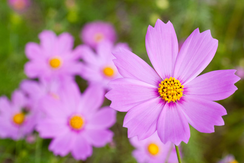 桃色秋桜