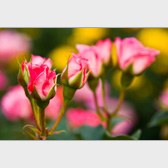 薔薇の蕾