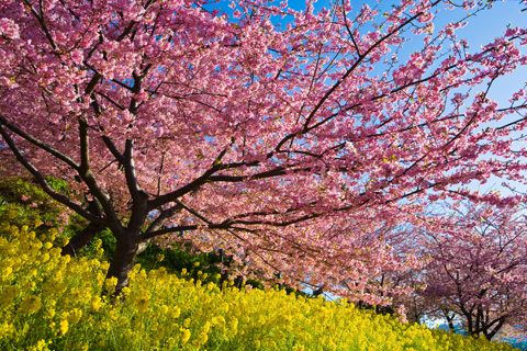 河津桜